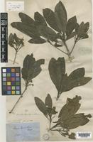 Type of Pavetta muelleri Bremek. [family RUBIACEAE]