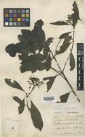 Type of Pavetta valetonii Bremek. [family RUBIACEAE]
