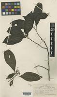 Isotype of Abramsia trichotoma Gillespie [family RUBIACEAE]