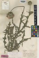 Carduus hamulosus Ten. subsp. uncinatus (M.Bieb.) Elenevsky & Derv.-Sok. [family COMPOSITAE]
