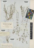 Galium setaceum Lam. [family RUBIACEAE]