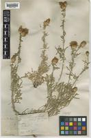 Centaurea cineraria L. subsp. cineraria [family COMPOSITAE]