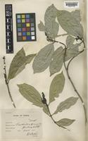 Psychotria siamensis Ridl. [family RUBIACEAE]