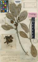 Madhuca curtisii (King & Gamble) Ridl. [family SAPOTACEAE]