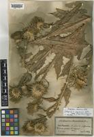 Isotype of Onopordum corymbosum Willk. subsp. visegradense Franco [family COMPOSITAE]