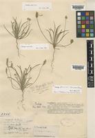 Plantago loeflingii L. [family PLANTAGINACEAE]