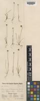 Plantago erecta E.Morris [family PLANTAGINACEAE]