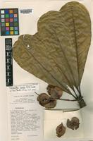 Isotype of Terminalia rerei Coode [family COMBRETACEAE]
