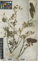 Caesalpinia decapetala (Roth) Alston [family LEGUMINOSAE]