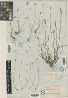 Cynosurus elegans Desf. [family POACEAE]