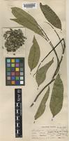 Diospyros curranii Merr. [family EBENACEAE]