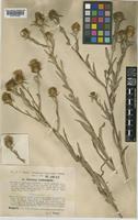 Centaurea trichocephala M.Bieb. ex Willd. subsp. simonkaiana (Hayek) Dostál [family COMPOSITAE]