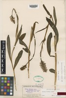 Lectotype of Orchis fuchsii Druce [family ORCHIDACEAE]