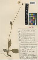 Hieracium oistophyllum Pugsley [family COMPOSITAE]