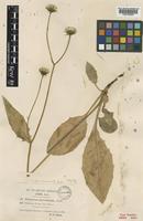 Type of Hieracium flocculosum Backh.f. [family ASTERACEAE]