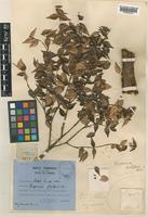 Syzygium nitidulum (Ridl.) I.M.Turner [family MYRTACEAE]