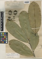 Gonystylus reticulatus Merr. [family THYMELAEACEAE]