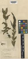 Veronica spicata L. subsp. spicata L. [family PLANTAGINACEAE]