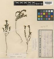 Euphrasia rostkoviana Hayne subsp. campestris (Jord.) P. Fourn. [family OROBANCHACEAE]