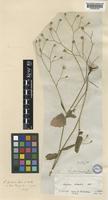 Lapsana communis L. subsp. intermedia Hayek [family COMPOSITAE]