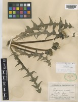 Paratype of Taraxacum lingulatum Markl. [family COMPOSITAE]