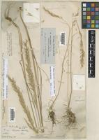 Arrhenatherum album (Vahl) Clayton [family POACEAE]