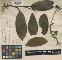 Schefflera avenis (Miq.) Harms [family ARALIACEAE]