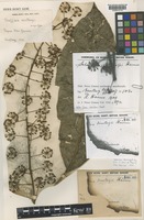 Isosyntype of Schefflera versteegii Harms [family ARALIACEAE]