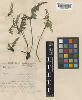 Type of Asplenium coenobiale Hance [family ASPLENIACEAE]
