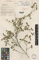 Type of Psilotrichum cyathuloides Suess. & Launert [family AMARANTHACEAE]