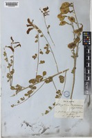 Podocytisus caramanicus Boiss. & Heldr. [family LEGUMINOSAE-PAPILIONOIDEAE]