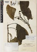 Holotype of Cyrtandra dallasensis B.L.Burtt [family GESNERIACEAE]