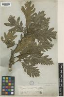 Quercus petraea (Matt.) Liebl. [family FAGACEAE]