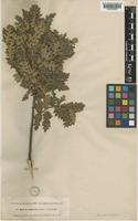 Quercus squarrosa Kotschy ex A.DC. [family FAGACEAE]