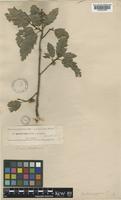 Quercus look Kotschy [family FAGACEAE]