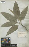 Quercus variabilis Blume [family FAGACEAE]