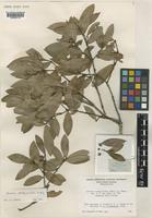 Holotype of Quercus lichuanensis W.C. Cheng [family FAGACEAE]