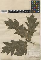 Quercus imbricaria Michx. [family FAGACEAE]
