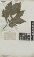 Quercus muehlenbergii Engelm. [family FAGACEAE]