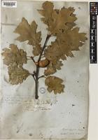 Type of Quercus sonomensis Benth. ex A.DC. [family FAGACEAE]
