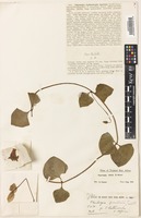 Type of Thunbergia prostrata Turrill [family ACANTHACEAE]