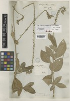 Achyranthes aspera L. var. velutina (Hook. & Arn.) C.C.Towns. [family AMARANTHACEAE]