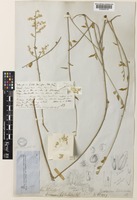 Dicraurus leptocladus Hook.f. [family AMARANTHACEAE]
