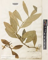 Amylotheca dictyophleba (F.Muell.) Tiegh. [family LORANTHACEAE]