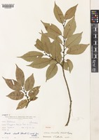 Isotype of Ulmus chumlia Melville & Heybroek [family ULMACEAE]
