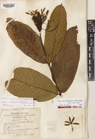Paratype of Holarrhena antidysenterica (Roth) Wall. ex A.DC. var. macrantha Kerr [family APOCYNACEAE]