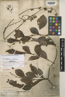 Holotype of Micrechites tenuifolius Ridl. [family APOCYNACEAE]