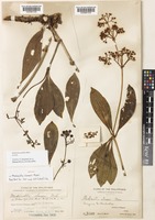 Medinilla pendula Merr. [family MELASTOMATACEAE]