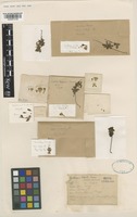 Holotype of Gentiana timida Kerr [family GENTIANACEAE]