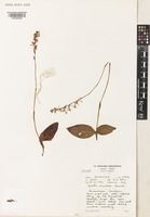 Isotype of Cynorkis anisoloba Summerh. [family ORCHIDACEAE]
